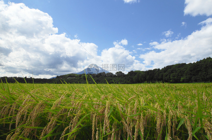 Mt Iwate和稻田景观蓝色农田蓝天食物金子农场粮食天空土地绿色图片