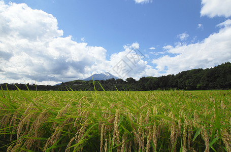 岩手Mt Iwate和稻田景观蓝色农田蓝天食物金子农场粮食天空土地绿色背景