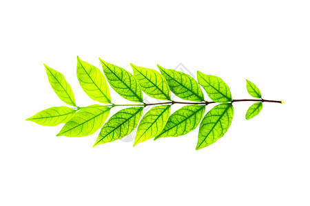 在白色背景中孤立的绿叶绿色宏观叶子药品标本馆草本植物活力草本植物背景图片