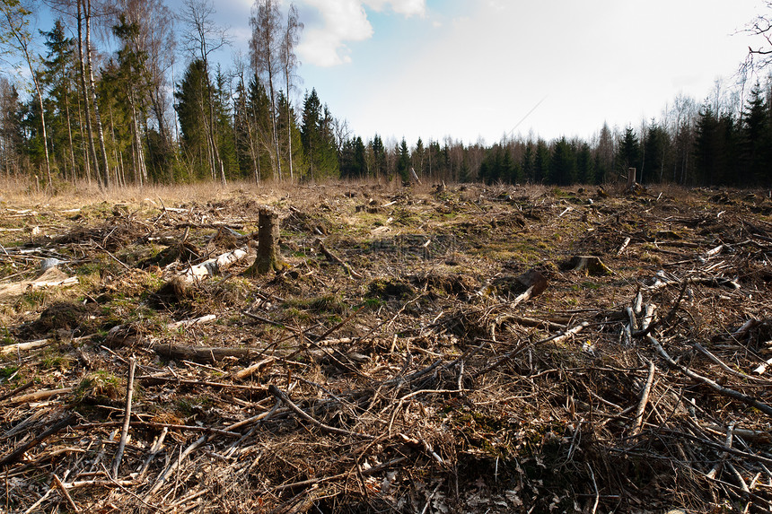 砍伐森林日志记录环境农村死亡树干灾难生态收获损害图片