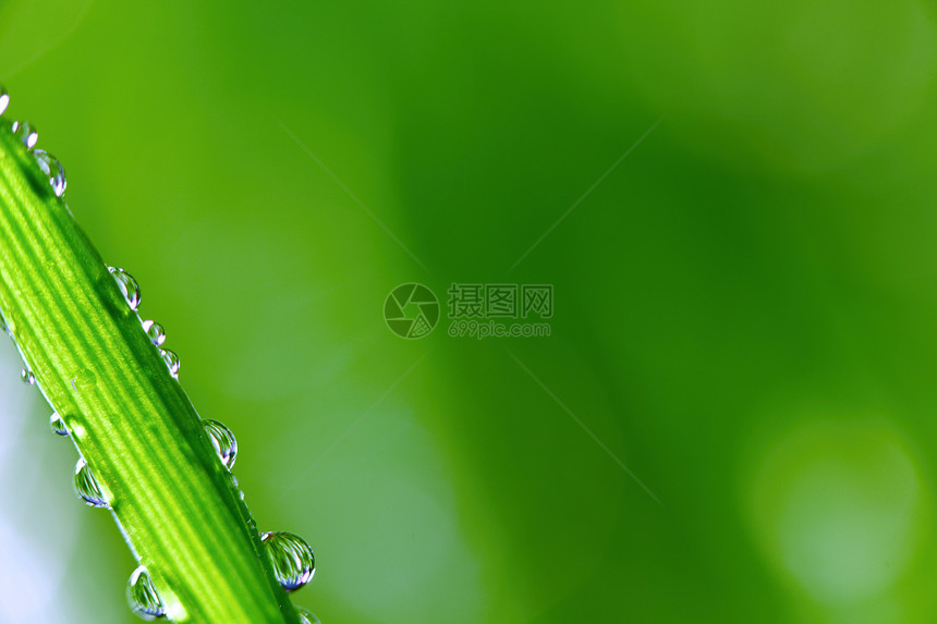 大水滴植物花园草地反射刀刃气候雨滴液体生长背景图片