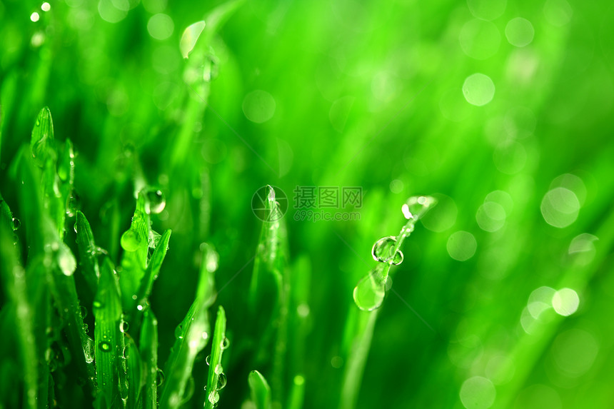 树本背景刀刃树叶草地水滴生长草本植物植物反射液体环境图片