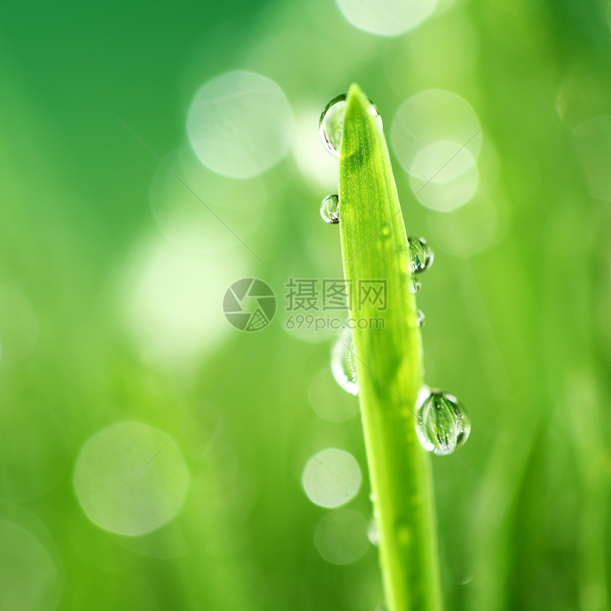 树本背景反射宏观生长雨滴花园叶子阳光环境植物草本植物图片