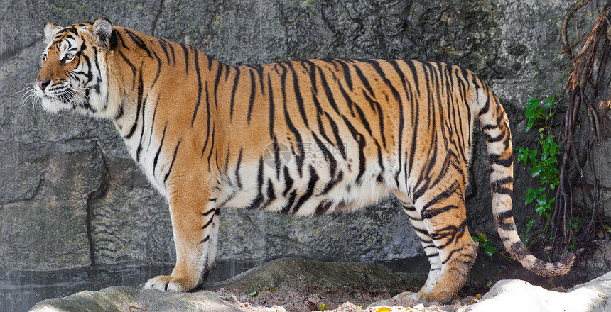 动物园里的西伯利亚虎猫科动物豹属身体条纹荒野老虎濒危食肉哺乳动物橙子图片