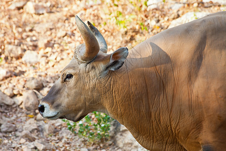 特写 Banteng 或红牛休息动物园喇叭奶牛棕色红色肌肉野生动物哺乳动物热带背景图片