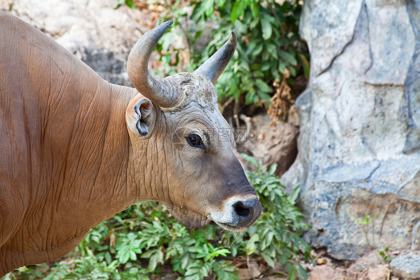 特写 Banteng 或红牛热带野生动物肌肉哺乳动物休息棕色红色荒野奶牛动物群图片