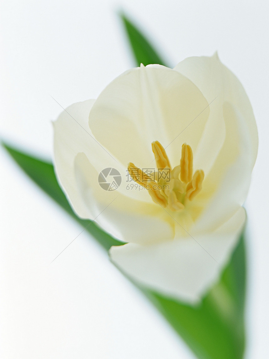 鲜花生长花园紫色花店植物礼物橙子美丽季节植物群图片