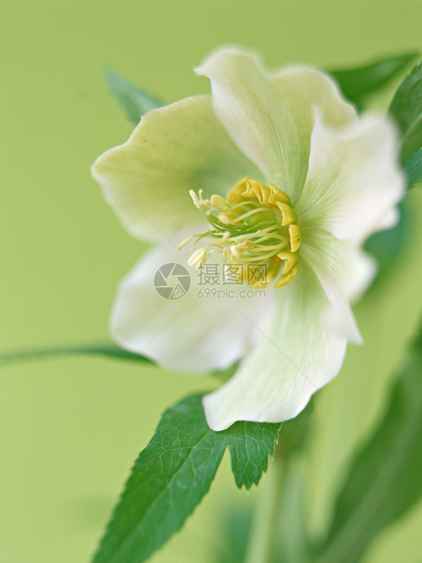 鲜花生长花束植物植物群美丽宏观紫色花店花园礼物图片