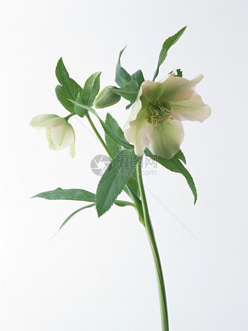 鲜花植物生长紫色花园橙子美丽花瓣花店宏观花束图片