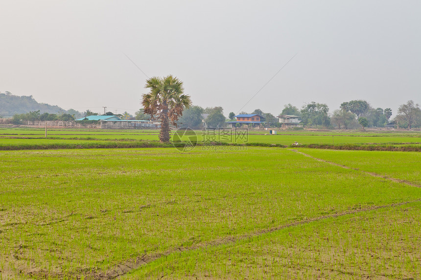 泰国的稻米田谷物叶子乡村场地粮食收成宏观绿色稻田主食图片