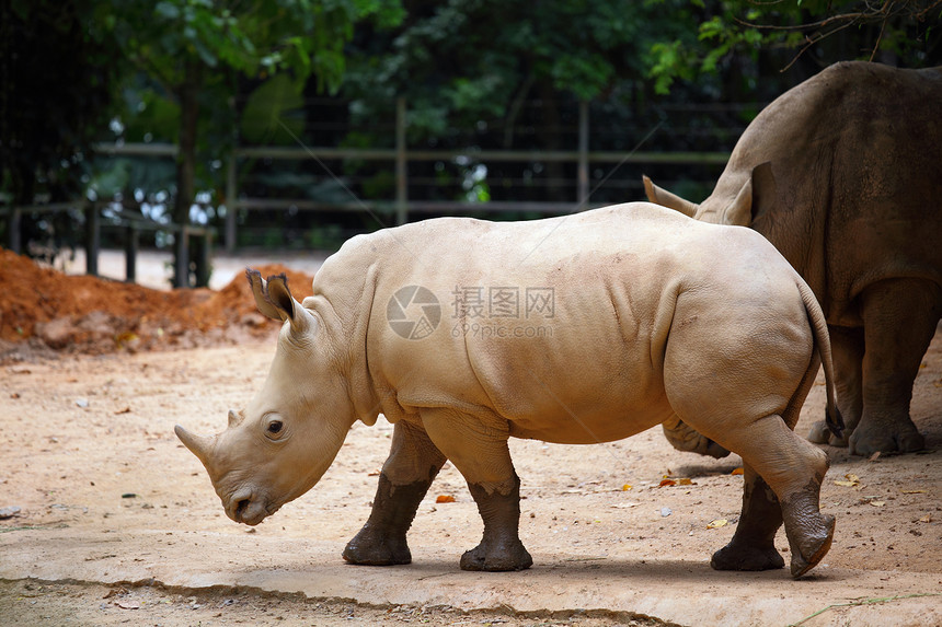 犀牛生态男性动物哺乳动物荒野喇叭栖息地动物园公园濒危图片