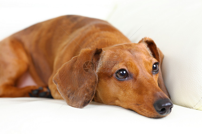 沙发上的达尚狗宠物犬类亲戚们儿子幼兽食肉朋友哺乳动物爸爸伴侣图片