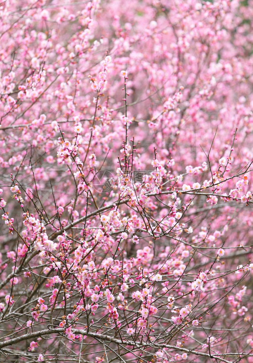 梅花植物美丽植物群花瓣乡村衬套花朵粉色李子花期图片