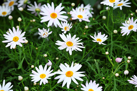 白花奢华生活白色植物生长礼物绿色植物群花瓣花园背景图片