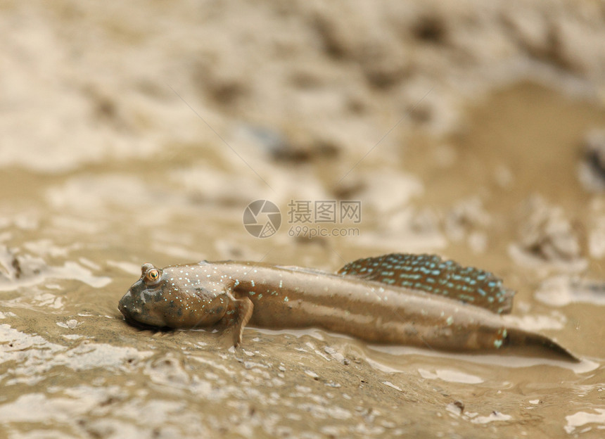 泥层滑雪肠炎盐水捕食者海洋情调湿地红树热带生物呼吸图片