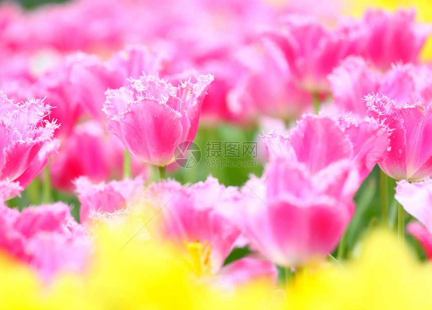 郁金香的多彩花朵田叶子紫色射线季节植物群公园场地阳光美丽生长图片