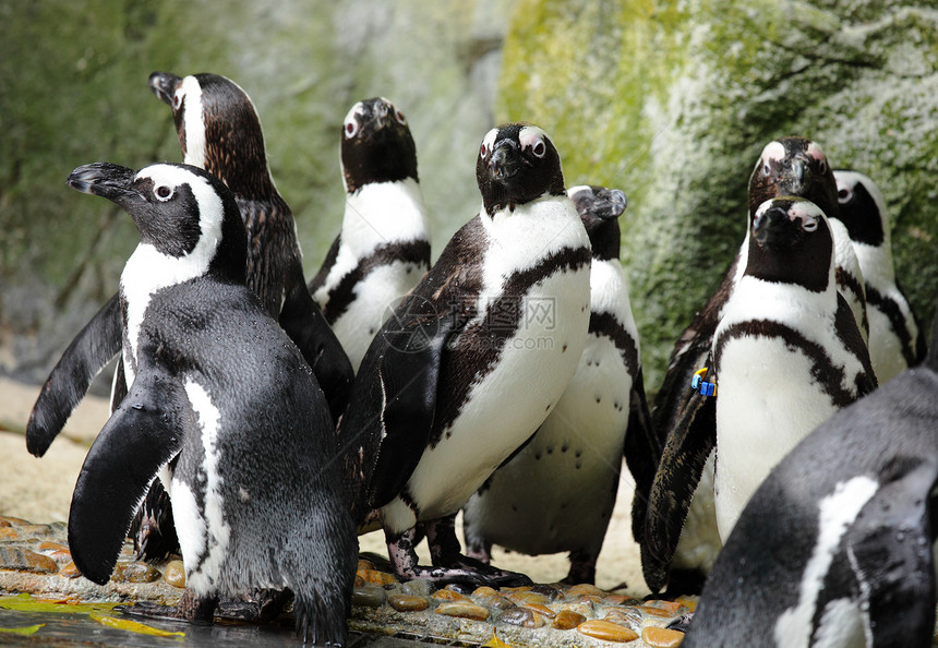 企鹅海洋荒野岩石燕尾服游泳乐趣享受支撑异国动物图片