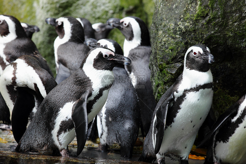 企鹅海洋支撑动物园乐趣微笑生活岩石异国野生动物享受图片