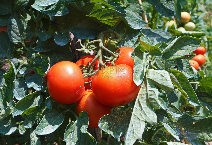 西红茄蔬菜温室花园农场园艺叶子植物衬套食物水果图片