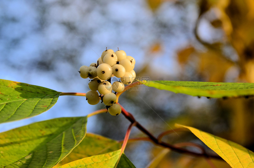 在多彩的叶子中 有狗木果白色天空树叶橙子红色黄色绿色蓝色水果图片