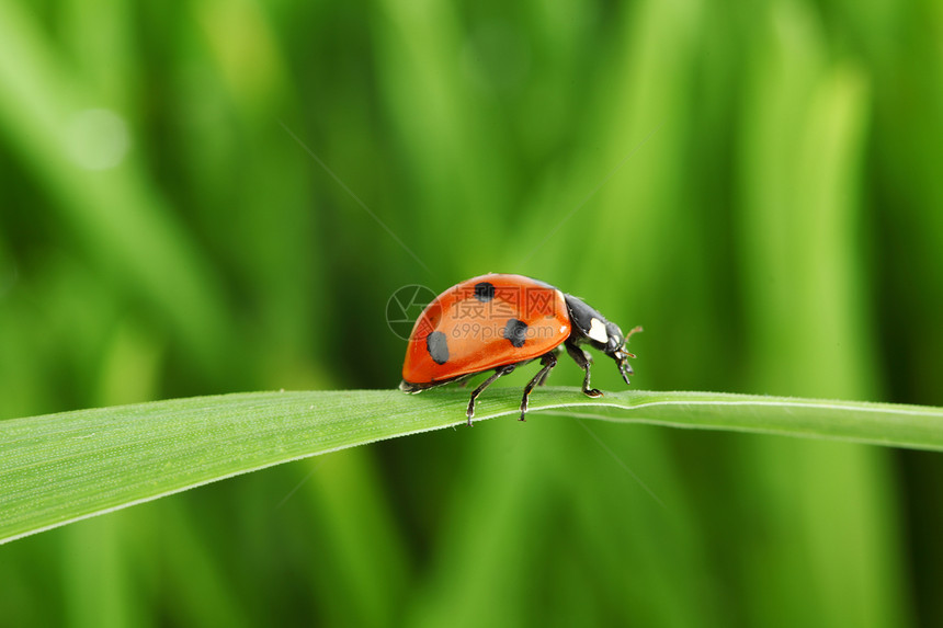 草地上的虫动物漏洞植物群场地花园积分昆虫生态环境植物学图片