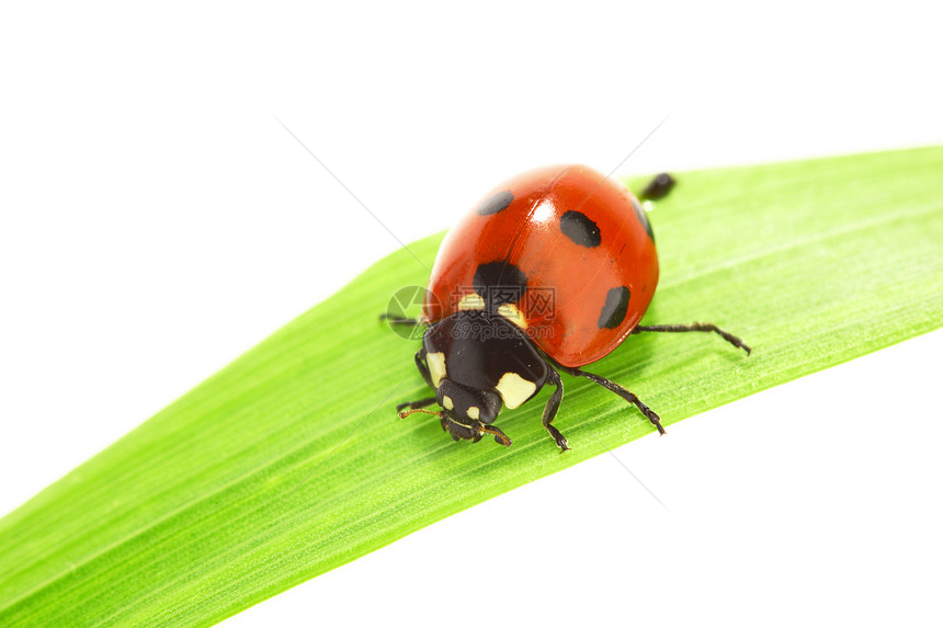 草地上的虫甲虫宏观野生动物场地花园瓢虫植物群积分阳光动物图片