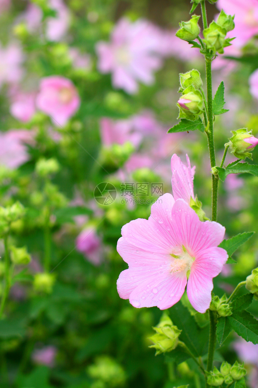 粉红春花粉色绿色天空新娘季节性紫色花店公园植物群白色图片