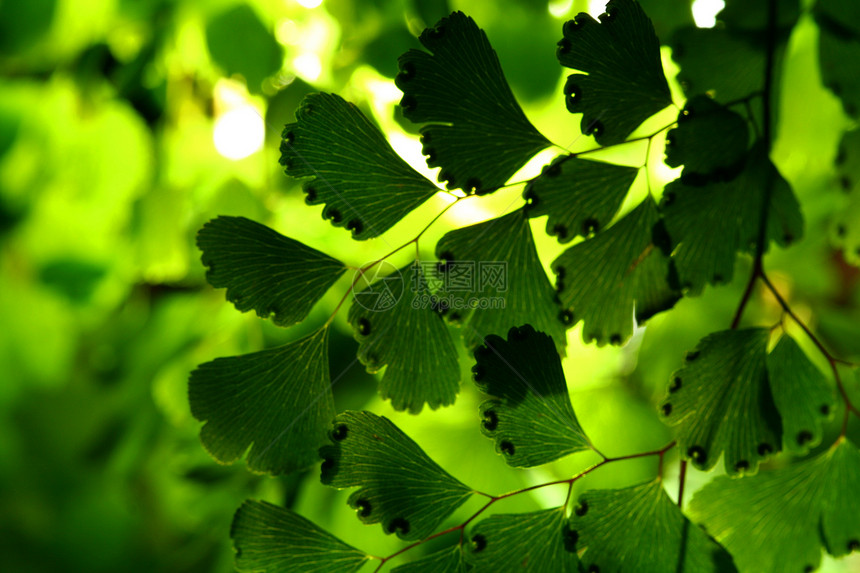 绿叶绿色植物叶子阳光植物群网格宏观异国植物学床单图片