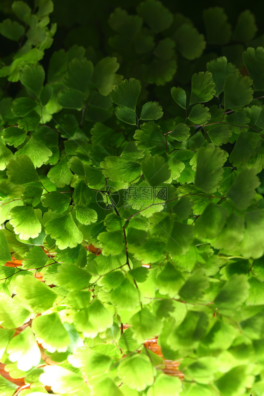 绿叶异国绿色桦木光合作用植物学阳光生长植物花园情调图片