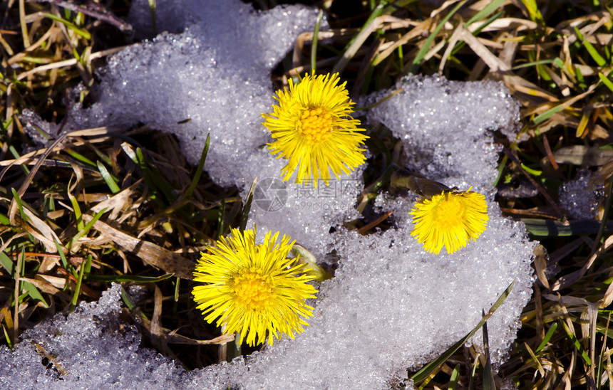 春初白雪第一植物的花朵图片