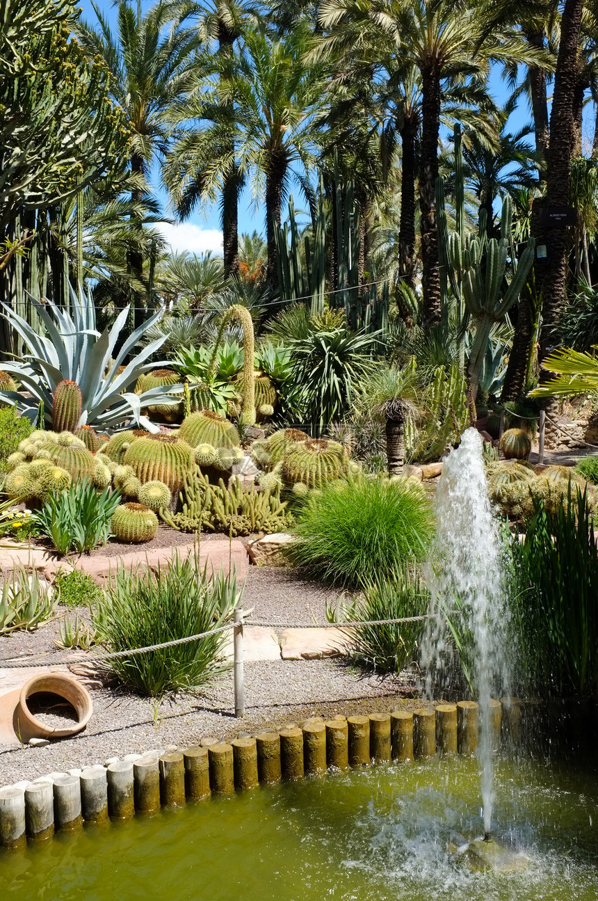 库拉角花园植物美化喷泉公园热带植物群图片