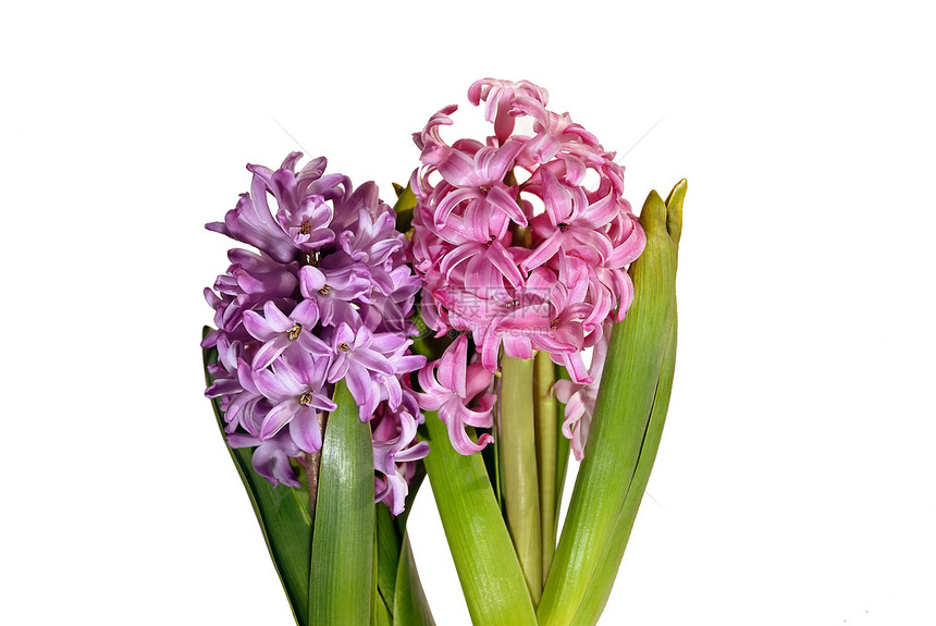 春花花植物群礼物花束植物庆典花瓣紫色花园叶子展示图片