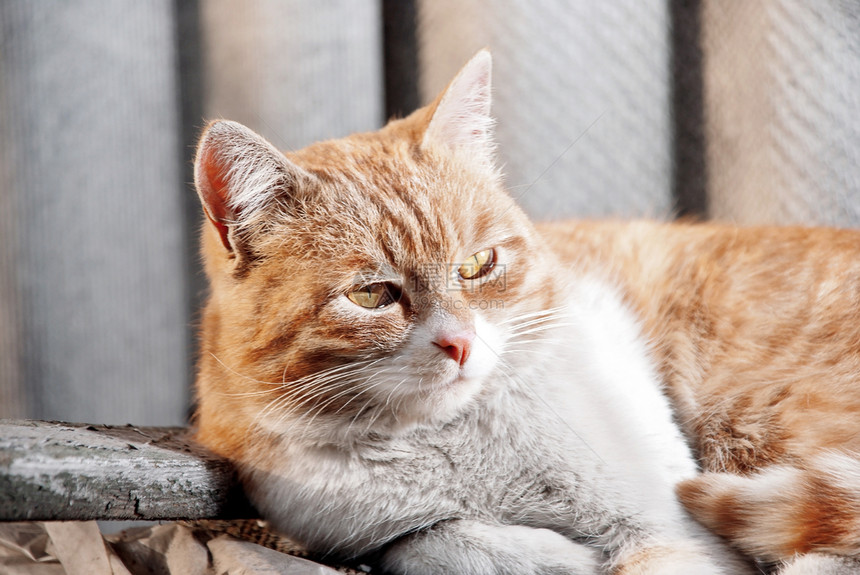 金洁猫朋友小猫动物冒充家庭橙子情感毛皮头发猫咪图片