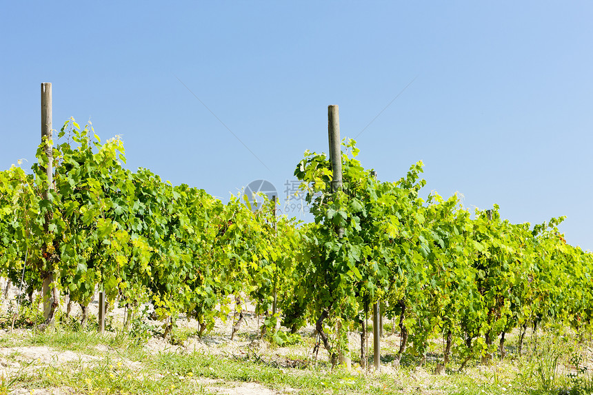 意大利皮埃蒙特塞雷塞托附近的维内亚尔绿色植物栽培农业酒业外观葡萄园植被葡萄植物群图片