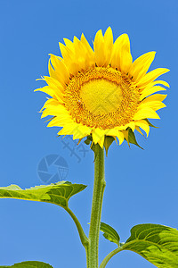 向日葵农业植物植被植物群黄色外观蓝色背景图片