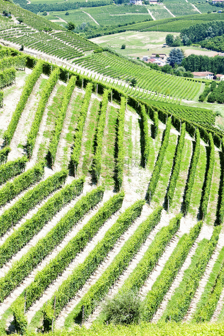 意大利皮埃蒙特附近的维内亚尔外观葡萄绿色乡村农村植物栽培葡萄园酒业植被图片