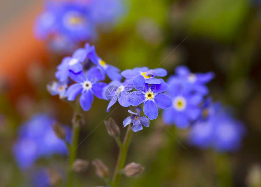 蓝花花花瓣植物群宏观季节叶子花束花园展示植物图片