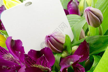 阿尔斯特罗色花庆典植物礼物植物学紫色灯丝卡片白色工作室百合背景图片