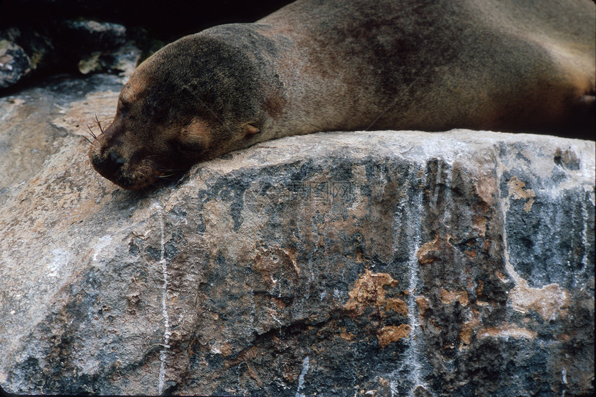 加拉帕戈斯海狮岩石睡眠生态生活幼兽荒野午睡婴儿时间野生动物图片