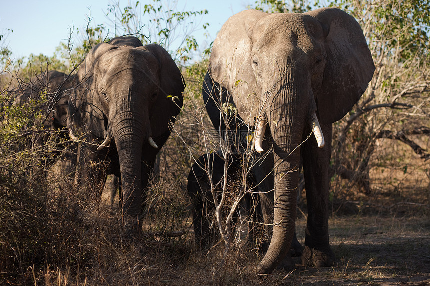 正面两头大象洗澡衬套冒险栖息地象牙生态荒野野生动物旅游游戏图片