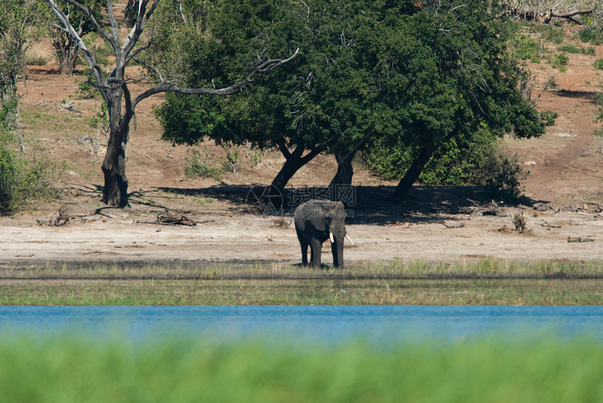 河边大象宝宝游戏孤独濒危家庭婴儿家公园沼泽象牙荒野树干图片