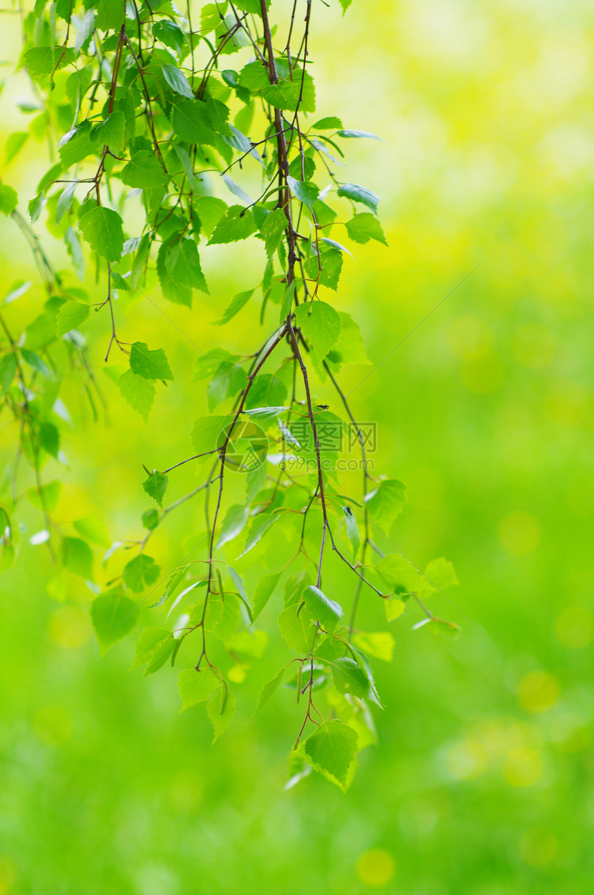 叶子树木环境植物脆弱性生长花园森林生活树叶公园图片