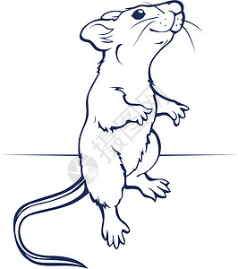 沙鼠卡通大鼠或小鼠插画