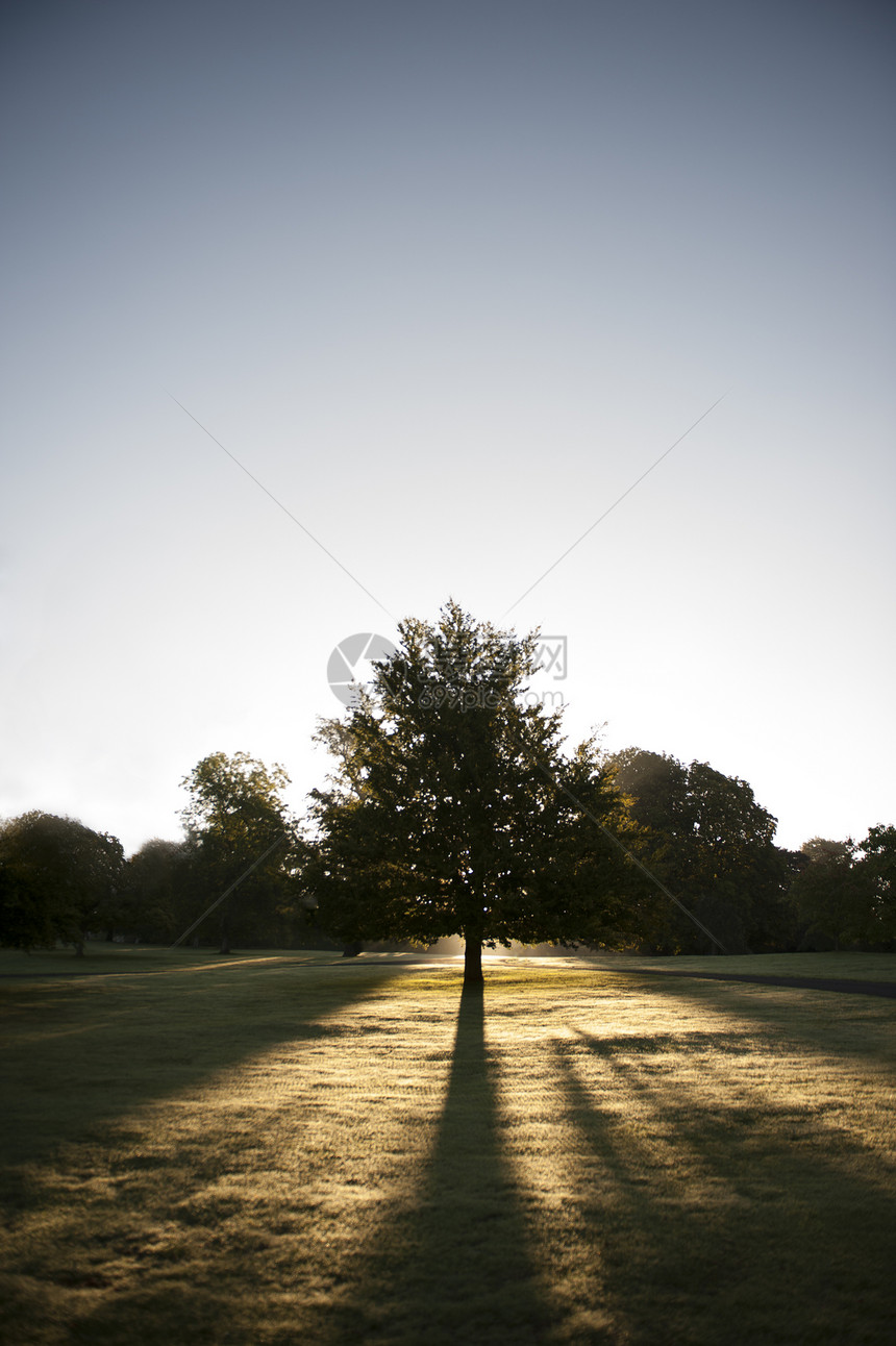 在公园的树上与日晒相对图片
