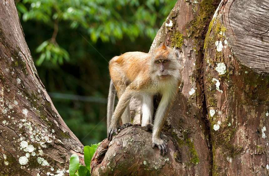 树上长毛猴野生动物灵长类荒野毛皮动物猕猴哺乳动物图片
