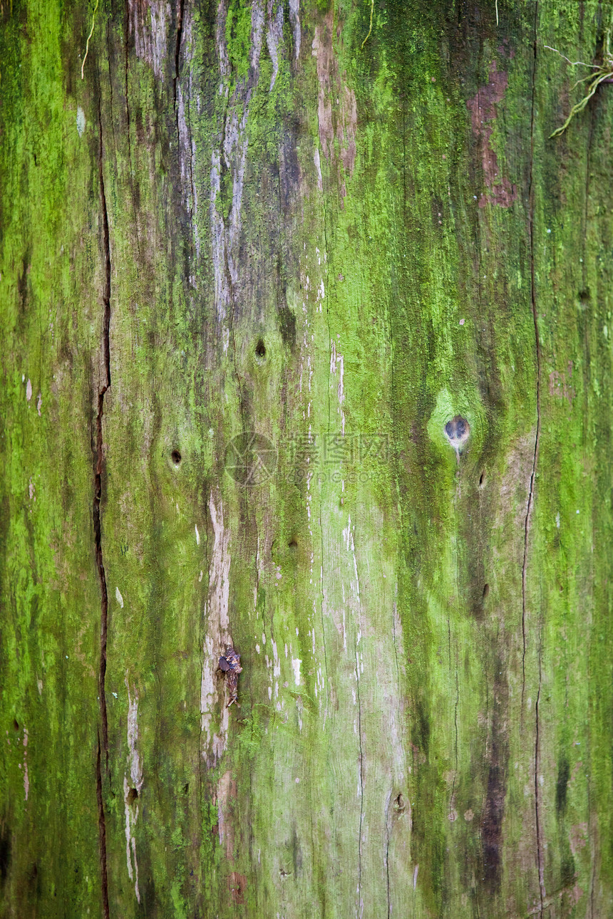 宇的质感公园森林苔藓崎岖皮肤树干环境橡木木头植物图片