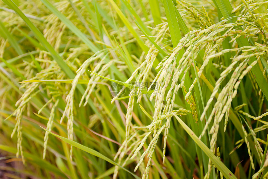 稻田大米种植园植物群季节种子培育栽培粮食谷物主食农田图片