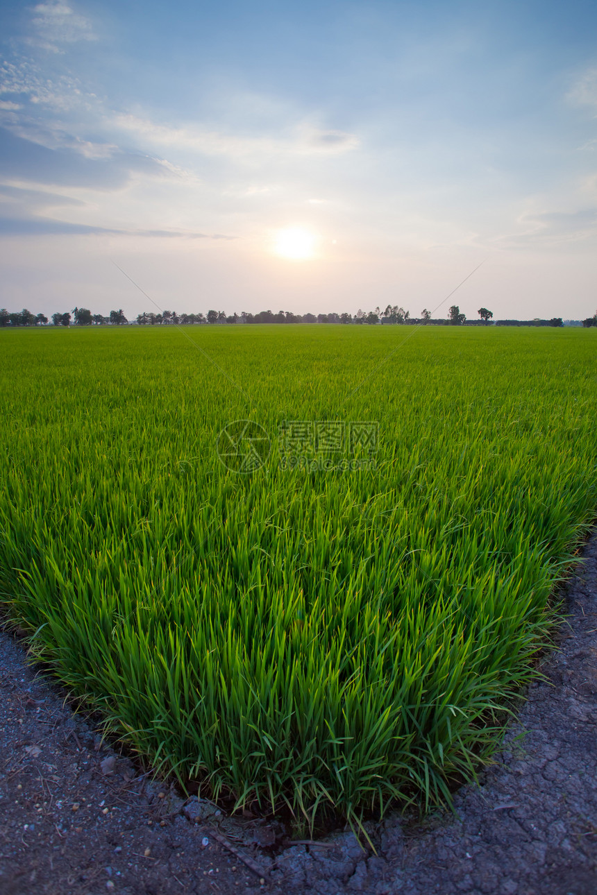 大米日落农场热带场地旅行草地粮食生长农村植物场景国家图片