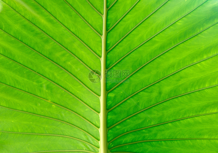 绿叶纹理植物绿色生长叶子静脉生态生活植物群图片