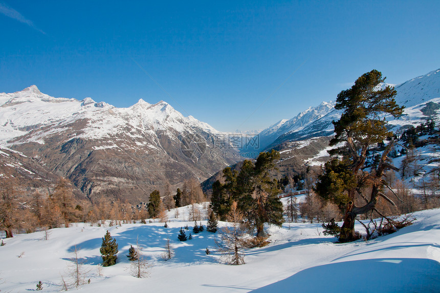 冬季风景旅行阳光天气场地蓝色降雪国家环境植物群森林图片